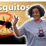 Mosquitos, la guía definitiva 2020