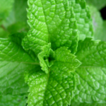 ¿Sabías que el aceite de peppermint (menta) en la piel, te hace sentir frescor?